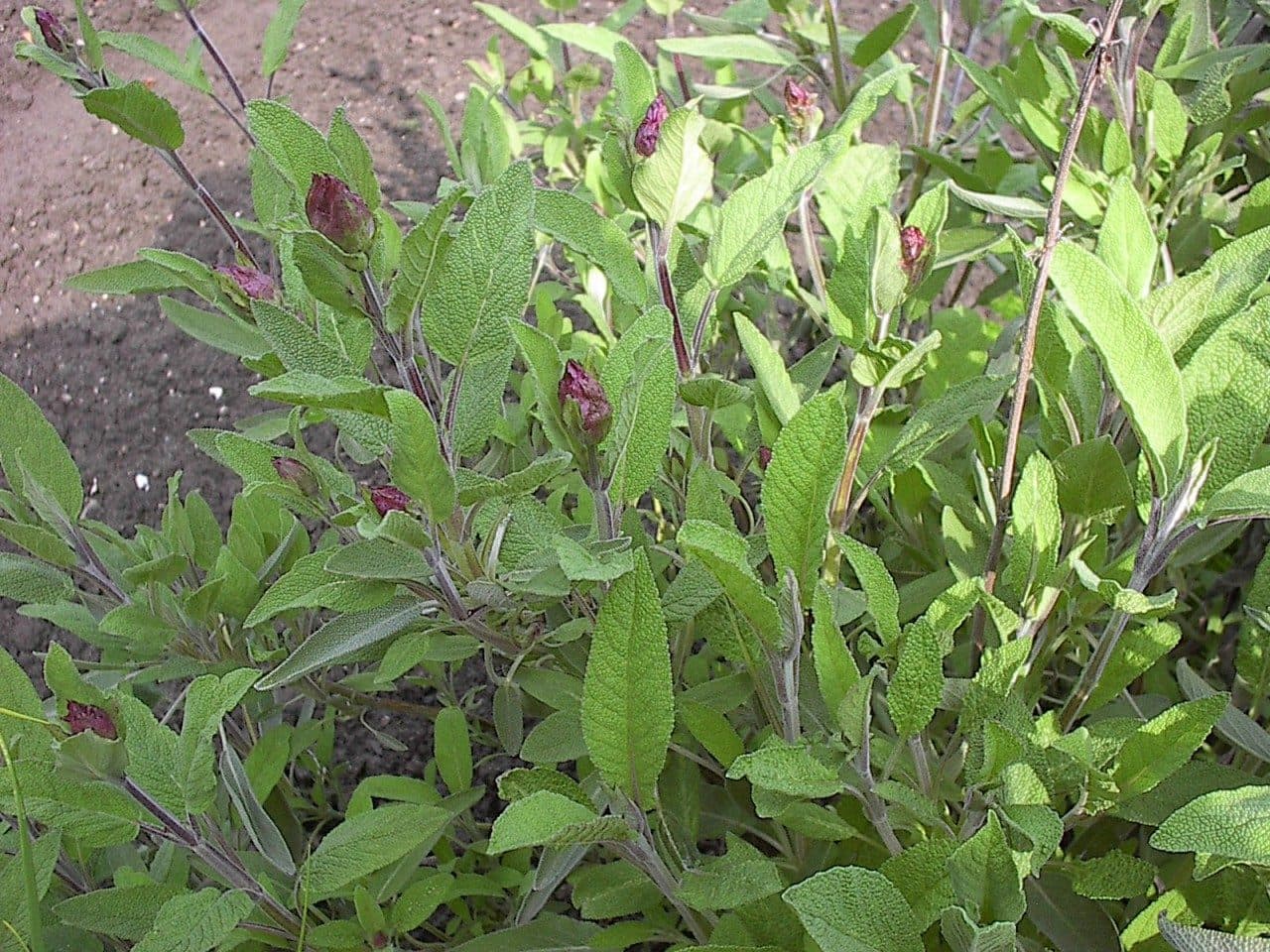 Salbei