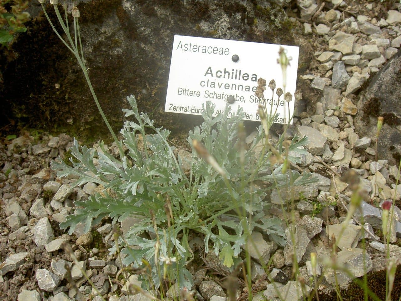 Schafgarbe