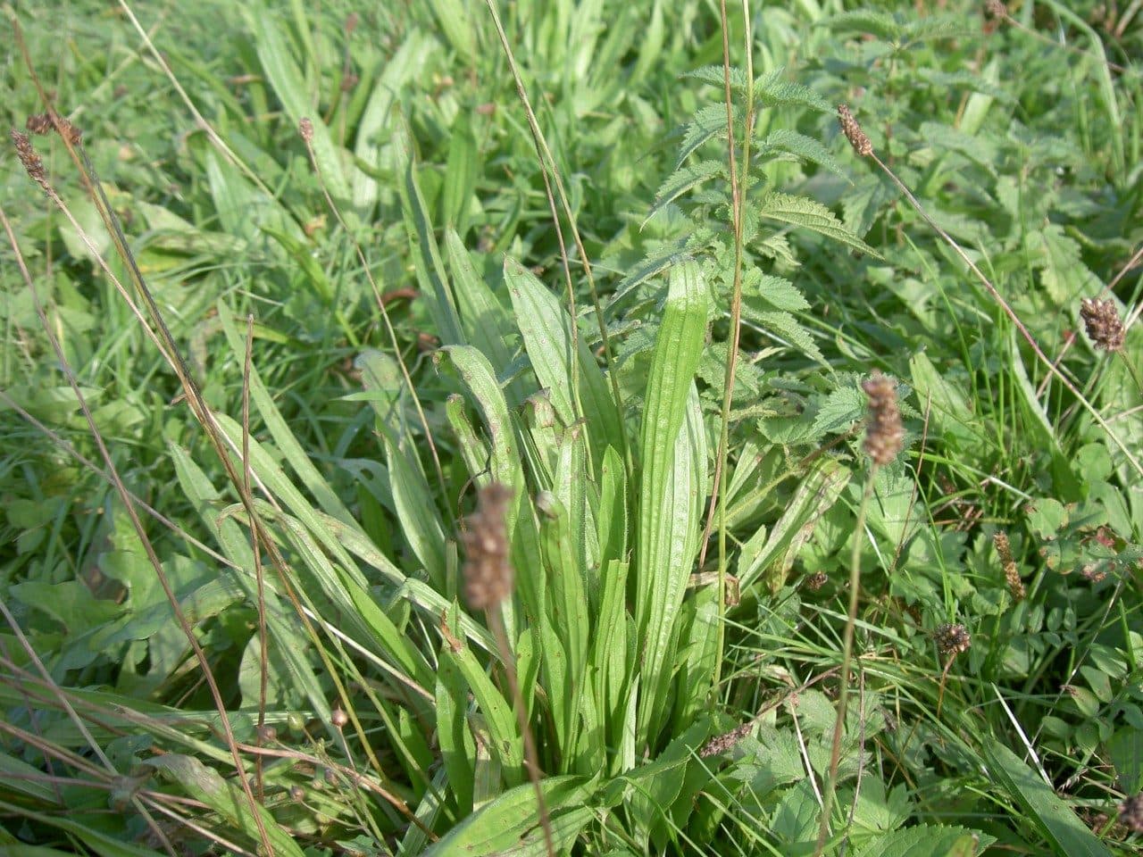 Spitzwegerich