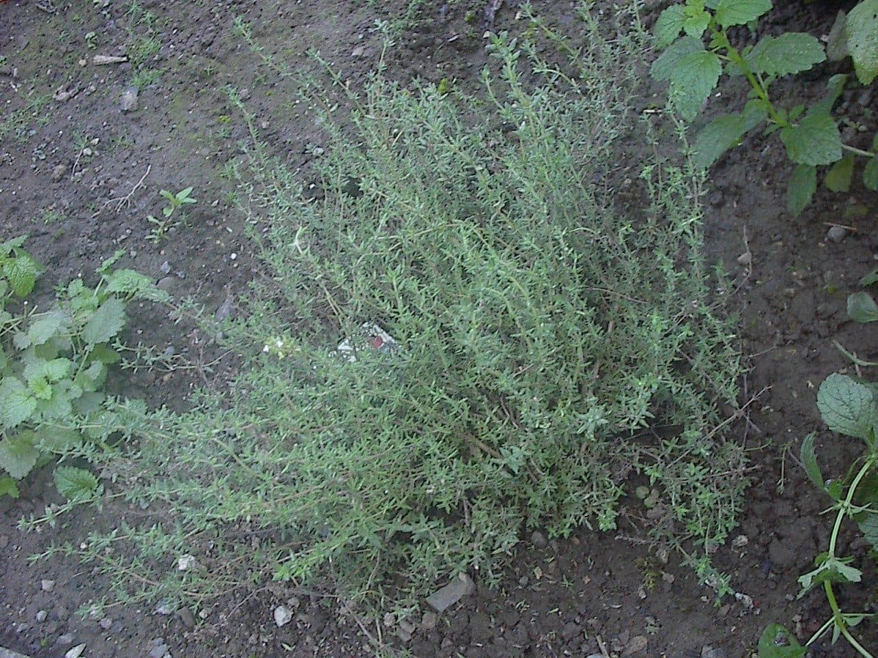 Thymian